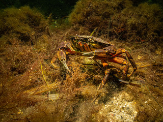 A closeup picture of a crab in a beautiful marine environment. Picture from Oresund, Malmo in southern Sweden.