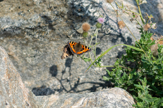 A closeup picture of two colorful small tortoiseshell butterflies on a green plant. Grey blurry background