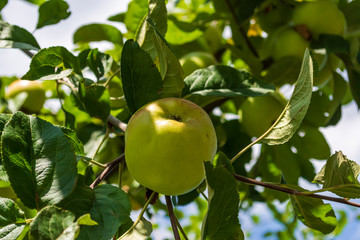 ein wunderschöner Apfel an einem Ast
