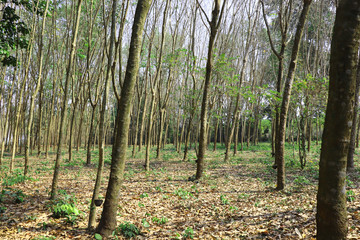 rubber tree plantation