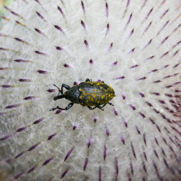 R&uuml;sselk&auml;fer auf Wollkopf-Kratzdistel