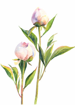 Bouquet of delicate pink peony buds with leaves.Isolated watercolor flowers on a white background.Suitable for March 8 greeting card, Valentine's Day,cover design, Mother's Day,birthday, fabric design