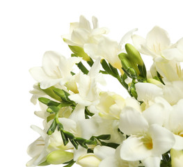 Obraz na płótnie Canvas Beautiful freesia flowers on white background, closeup
