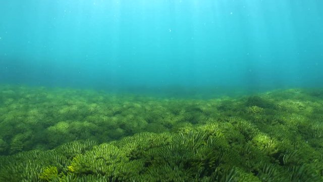 Ocean floor covered by green seaweeds with natural sunlight underwater in the Atlantic ocean, Codium tomentosum, Spain, Galicia, Pontevedra, 59.94fps