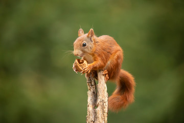 Squirrel, Red Squirrel, Rodent. - obrazy, fototapety, plakaty
