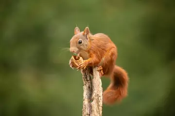Tuinposter Squirrel, Red Squirrel, Rodent. © Gert Hilbink
