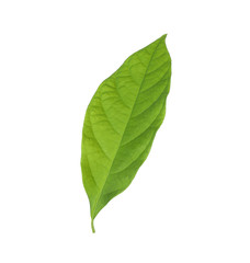 Fototapeta premium Fresh green avocado leaf isolated on white