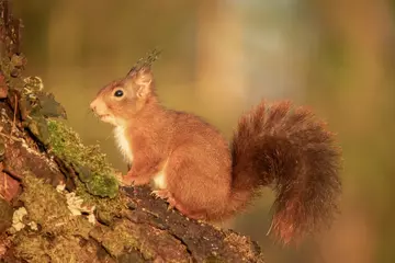 Fotobehang Squirrel, Red Squirrel, Rodent. © Gert Hilbink
