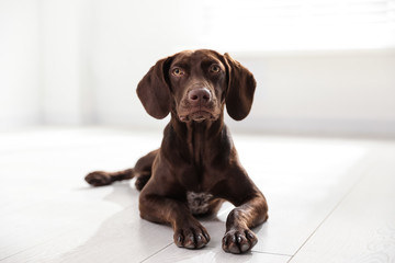 Beautiful brown German Shorthaired Pointer on floor indoors