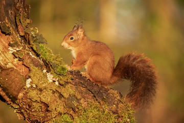 Squirrel, Red Squirrel, Rodent.