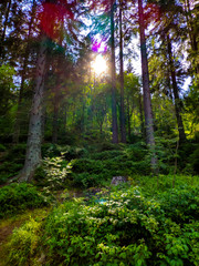 Obraz premium sun rays in the forest