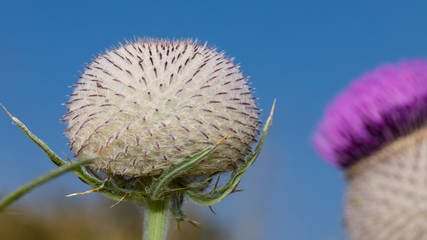 Kratzdistel