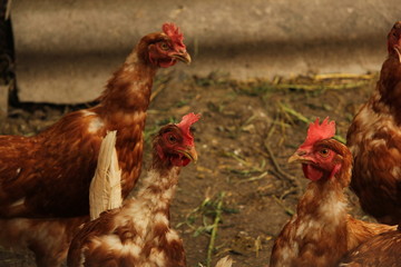 free range chicken