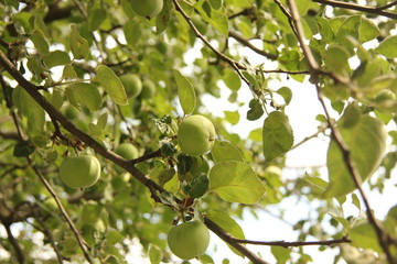 green apple tree