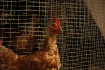 rooster in the farm