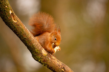 Squirrel, Red Squirrel, Rodent.