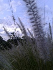 reeds in the wind