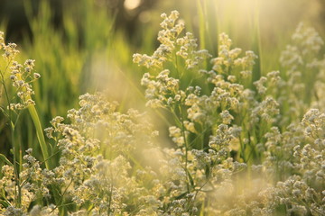 grass and flowers