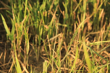 grass in the wind