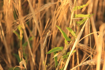 grass in the wind