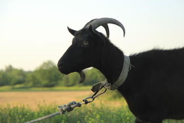 goat on the meadow
