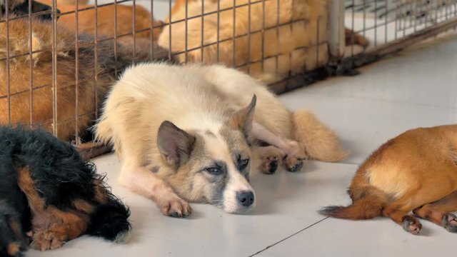 Lonely stray dog lying on the floor in shelter, suffering hungry miserable life, homelessness. Shelter for animals concept