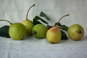 A few fresh pears on a white background with water droplets, leaves and a twig