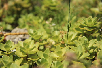 green leaves in the forest
