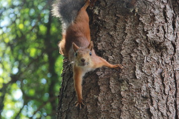 squirrel on tree