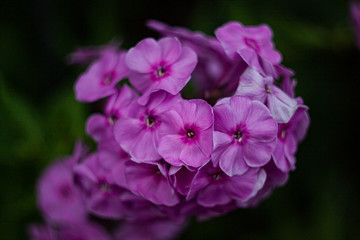 Photo of purple garden flowers vechernitsy, close-up