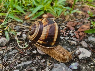 snail on a leaf