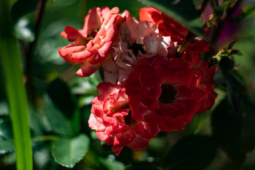 Photos of beautiful red live garden flowers