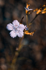 Daytime photo of a flower growing in a crevice on the dam