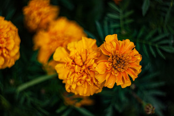 Close-up of a single bud of a beautiful yellow flower with a blurred background and swirling bokeh