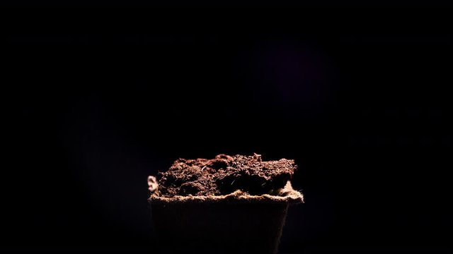 Plant growing in the pot black background timelapse 4k video
