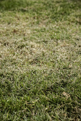 Lawn background detail