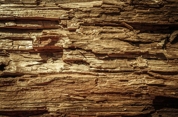 Texture of old rotten wood