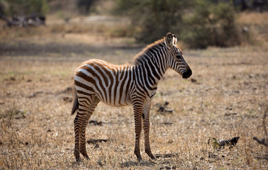 A very young Zebras (Equus quagga) near a water hole in Kenya.	