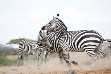 Fototapeta na wymiar Zebras (Equus quagga) fighting near a water hole - Kenya 