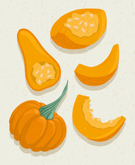 Vector pumpkin cartoon illustration with textures. Healthy organic natural food and pumpkin slices with seeds.