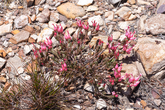Erica junonia var. minor on Matrossberg, Western Cape, South Africa