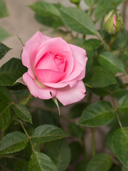 Pink rose blooming in garden close - up view