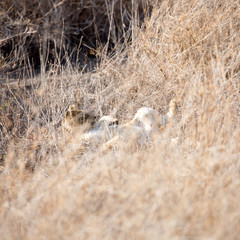 A Lion cub out in the early morning sunshine. Kenya. Square Composition.