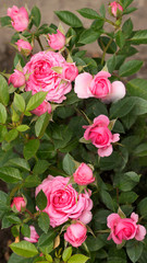 Pink rose blooming in garden close - up view