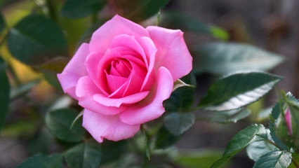 Pink rose blooming in garden close - up view