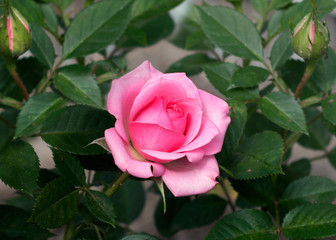 Pink rose blooming in garden close - up view