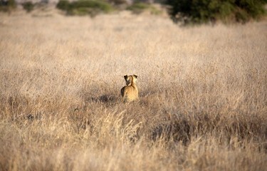 A Lion cub out in the early morning sunshine. Kenya.