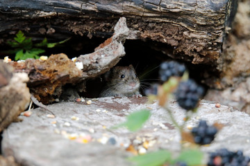 Bank vole collecting berries and seeds in a wood