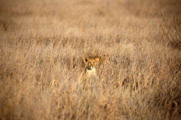 A Lion cub out in the early morning sunshine. Kenya.