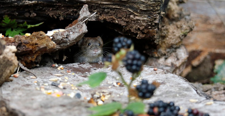 Obraz premium Bank vole collecting berries and seeds in a wood